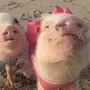 Свиньи в купальнике
