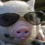 Свиньи В Очках