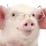 Свиньи В Очках