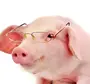 Свиньи в очках