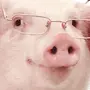 Свиньи в очках