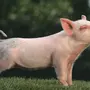 Фотка свиньи