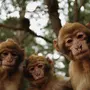 Скачать картинку обезьяны
