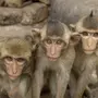 Стая обезьян картинки