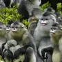 Стая обезьян картинки