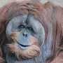 Толстой обезьяны