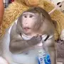Толстой обезьяны