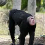 Задницы обезьяны