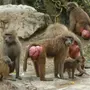 Задницы обезьяны