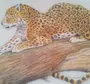 Дальневосточный леопард рисунок
