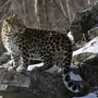 Дальневосточный Леопард
