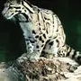 Дымчатый леопард