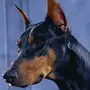 Порода Собак Доберман
