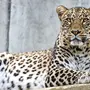 Переднеазиатский Леопард