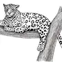 Леопард Рисунок