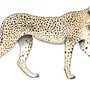 Рисунок Леопард