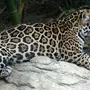 Виды Леопардов Список