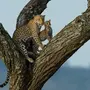 Леопард На Дереве