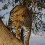 Леопард На Дереве