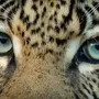 Леопард С Голубыми Глазами Картинки