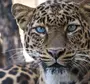 Леопард с голубыми глазами картинки