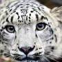 Леопард С Голубыми Глазами Картинки