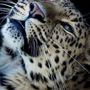 Леопард с голубыми глазами картинки
