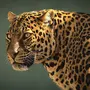 Фотки леопарда