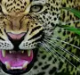 Фотки Леопарда