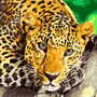 Леопард Картинки