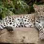 Леопард картинки