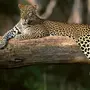 Категория Леопард