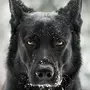 Черные Собаки