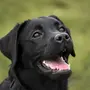 Черные Собаки