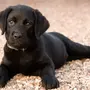 Черные собаки