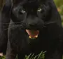 Черный Леопард