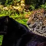 Черный Леопард