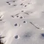 Следы горностая на снегу