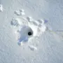 Следы горностая на снегу