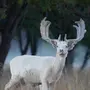 Белый олень