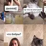 Фотки котиков мем