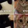 Фотки Котиков Мем