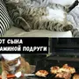 Фотки Котиков Мем