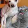 Смешные фотки кошек и собак