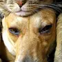 Смешные Фотки Кошек И Собак