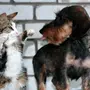 Смешные фотки кошек и собак