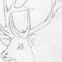 Рисунки оленя для срисовки