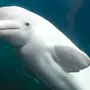 Белый кит