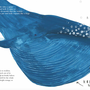 Голубой кит рисунок