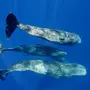 Как спят киты в океане